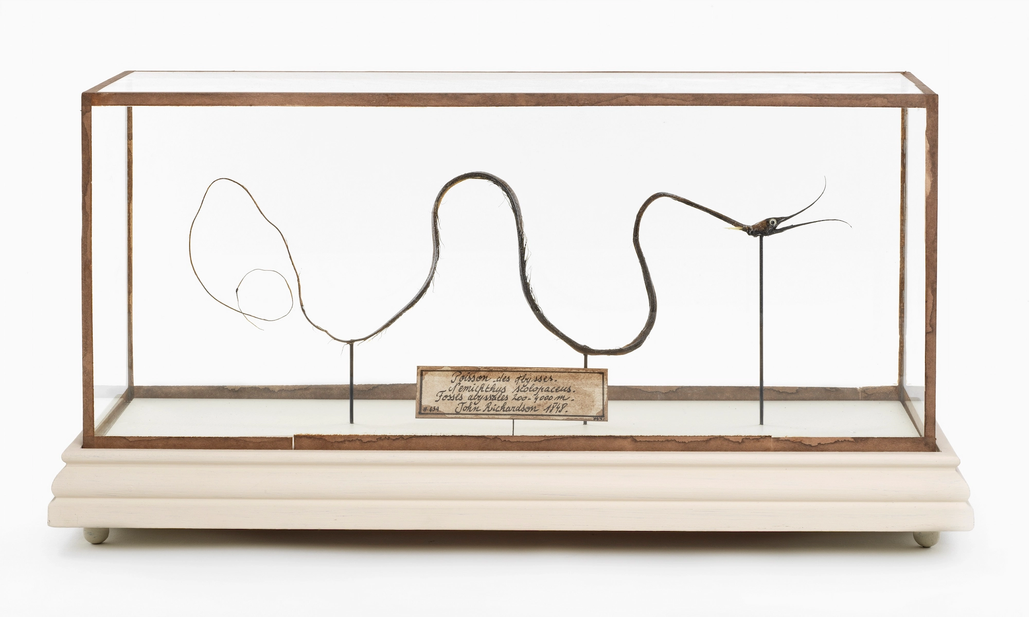Historisch preparaat van de diepzeevis Nemichthys scolopaceus in een glazen vitrine, uit de natuurhistorische collectie van The Phoebus Foundation.