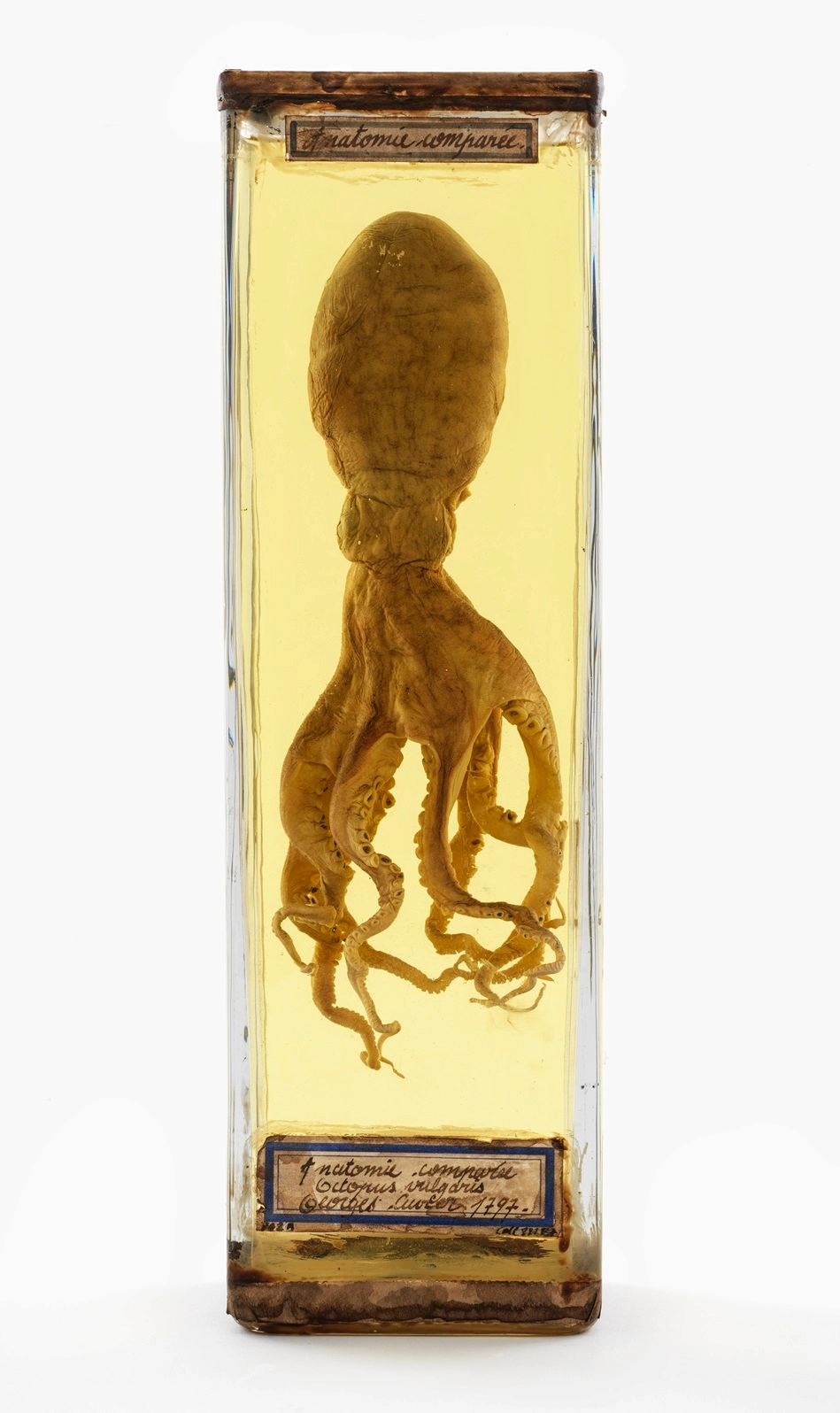 Historisch anatomisch preparaat van een inktvis in een glazen vitrine, bewaard in vloeistof, uit de natuurhistorische collectie van The Phoebus Foundation.