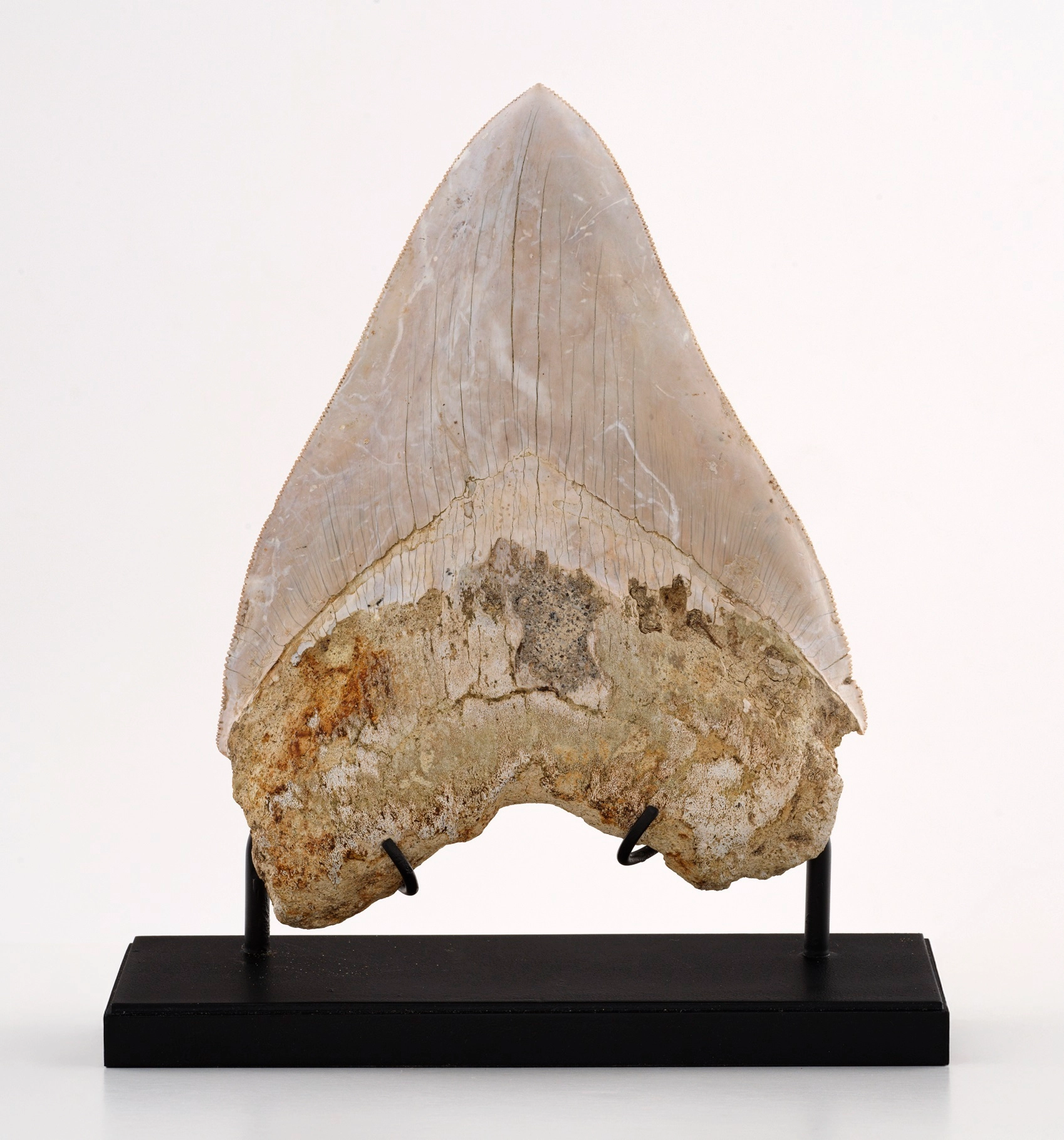 Fossiele tand van Otodus megalodon uit het Mioceen, gemonteerd op een zwarte standaard, uit de collectie van The Phoebus Foundation.