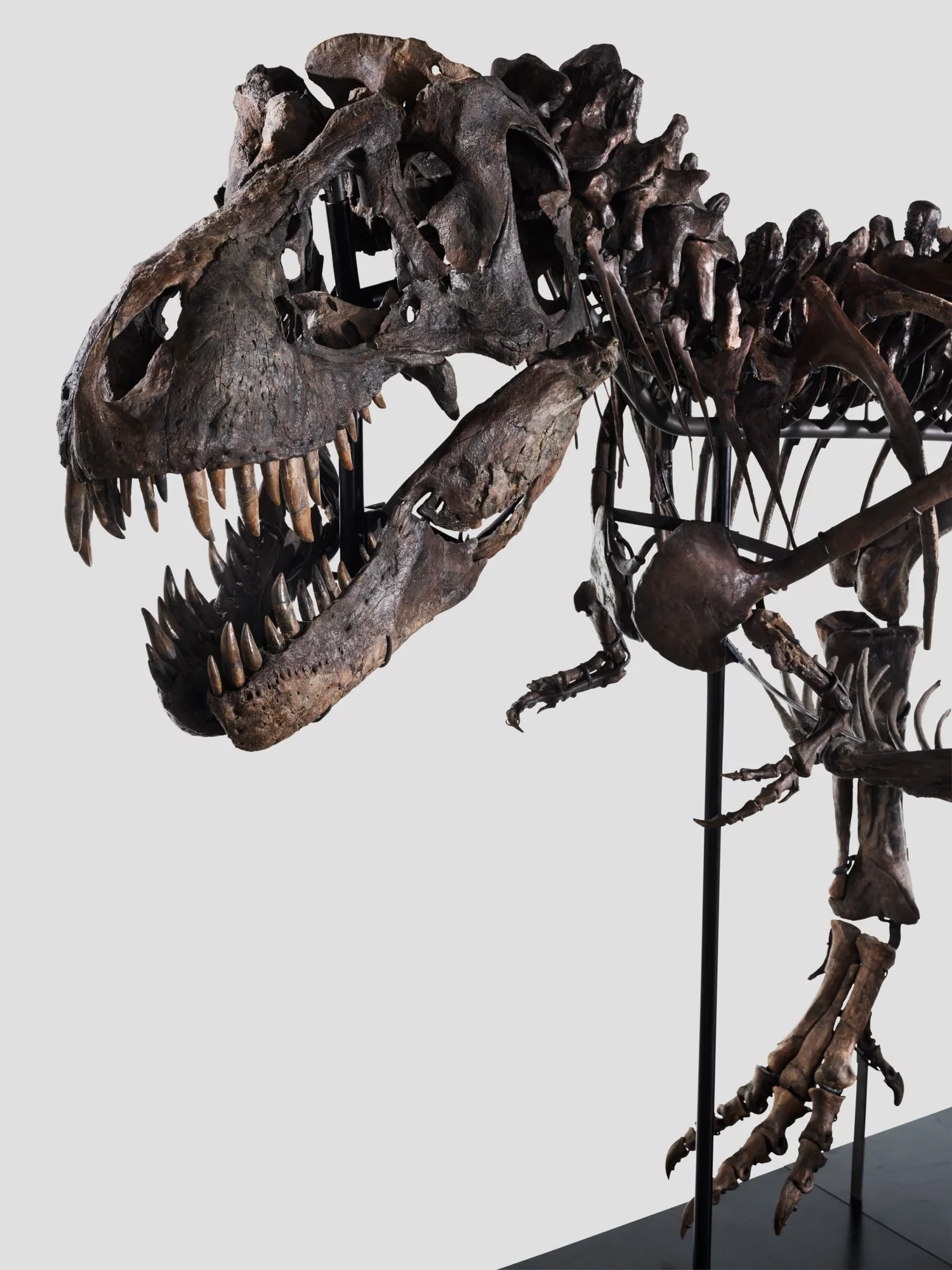 Detail van TRX-293 Trinity, een gemonteerd Tyrannosaurus rex-skelet uit de collectie van The Phoebus Foundation, met zicht op schedel, tanden en voorste ledematen.