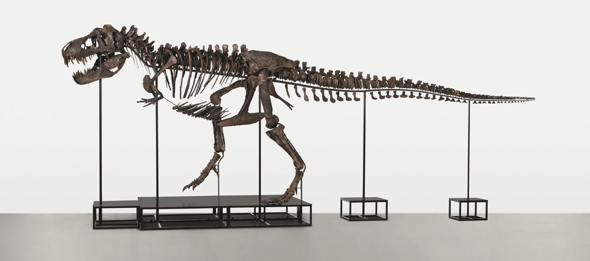 Volledig gemonteerd skelet van TRX-293 Trinity, een Tyrannosaurus rex uit de collectie van The Phoebus Foundation, in zijaanzicht.